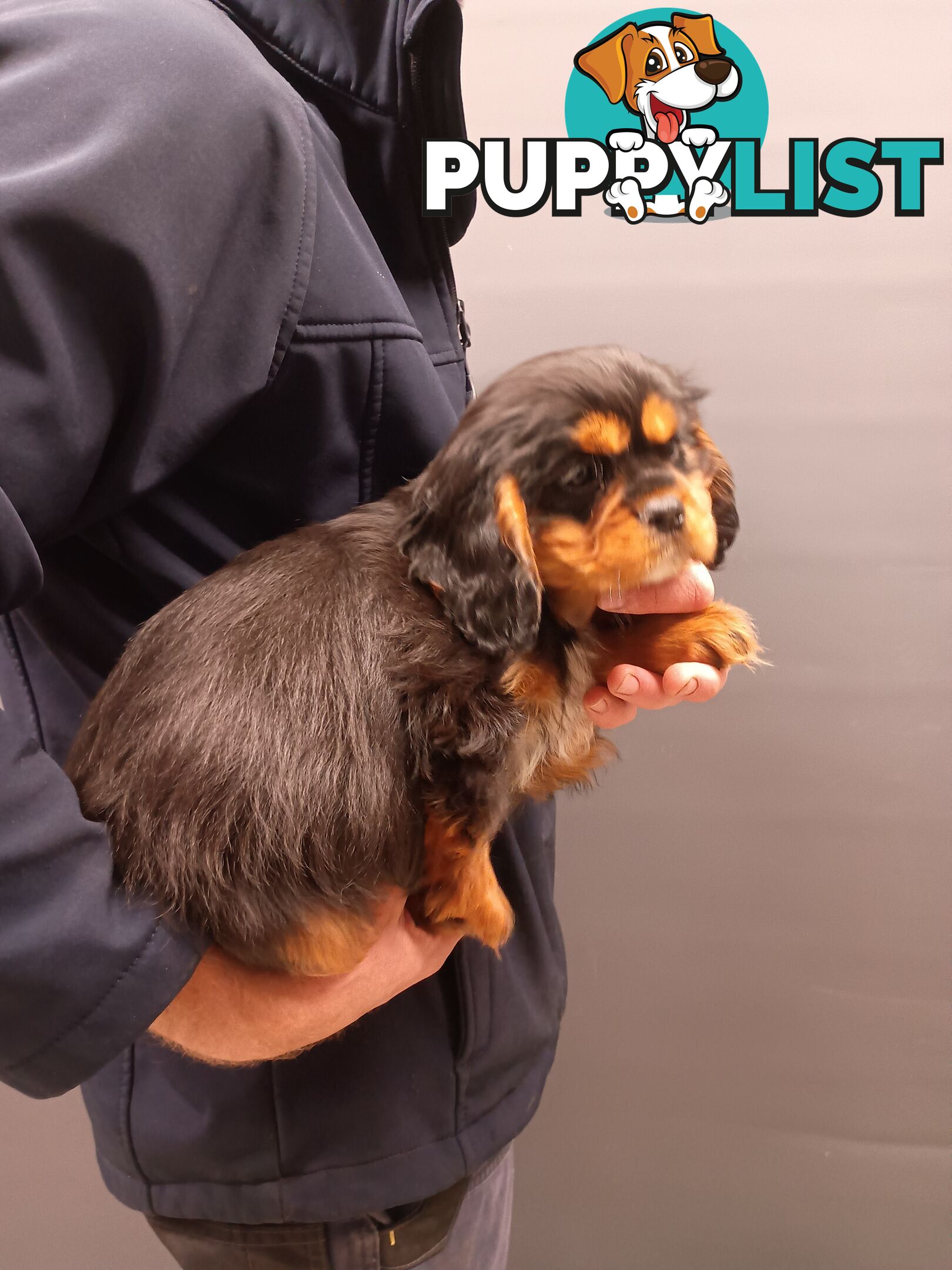 Cavalier King Charles Spaniel