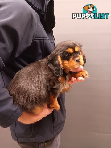 Cavalier King Charles Spaniel
