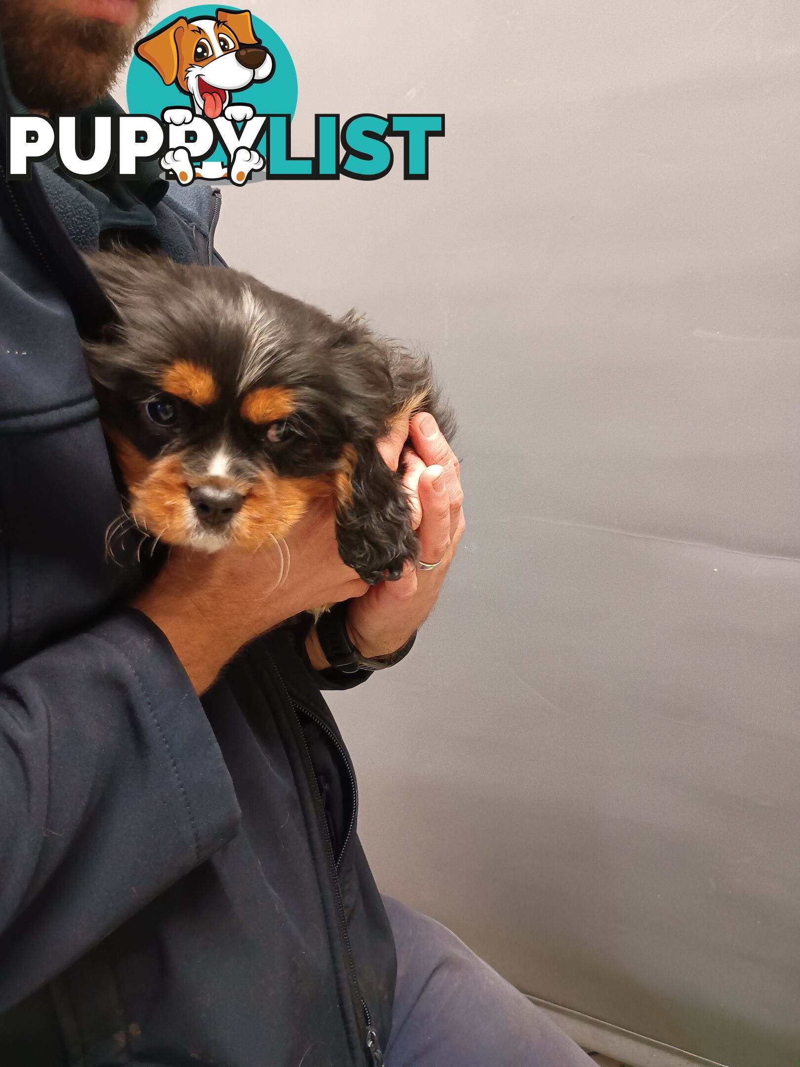 Cavalier King Charles Spaniel