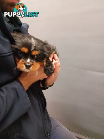 Cavalier King Charles Spaniel