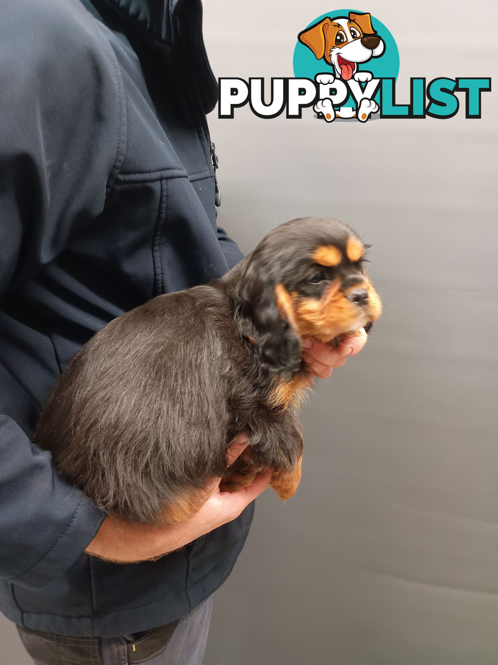 Cavalier King Charles Spaniel