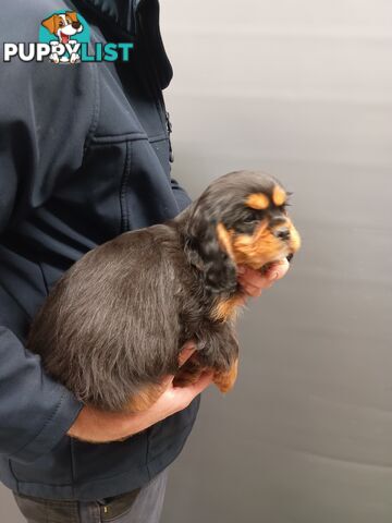 Cavalier King Charles Spaniel