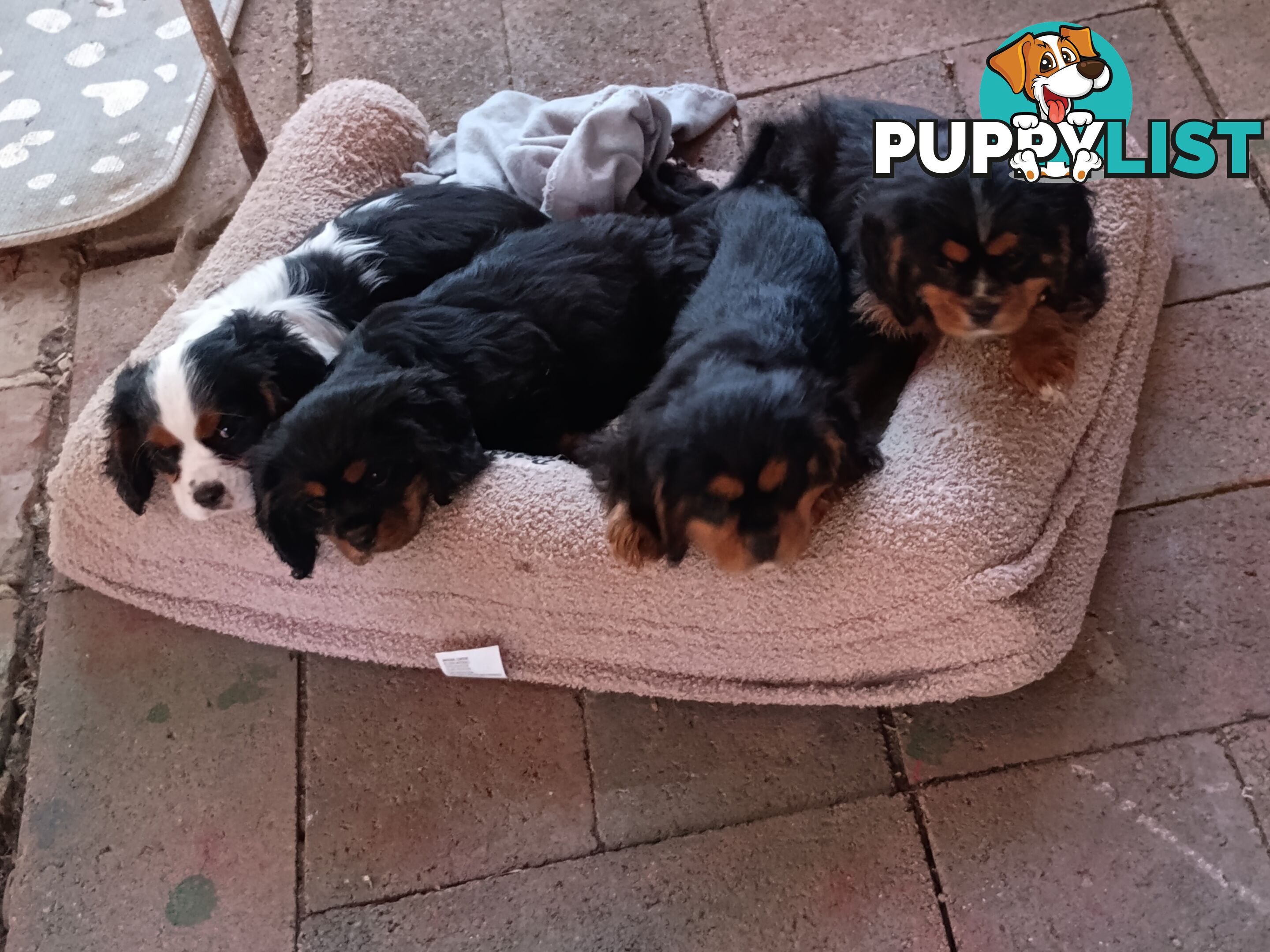 Cavalier King Charles Spaniel