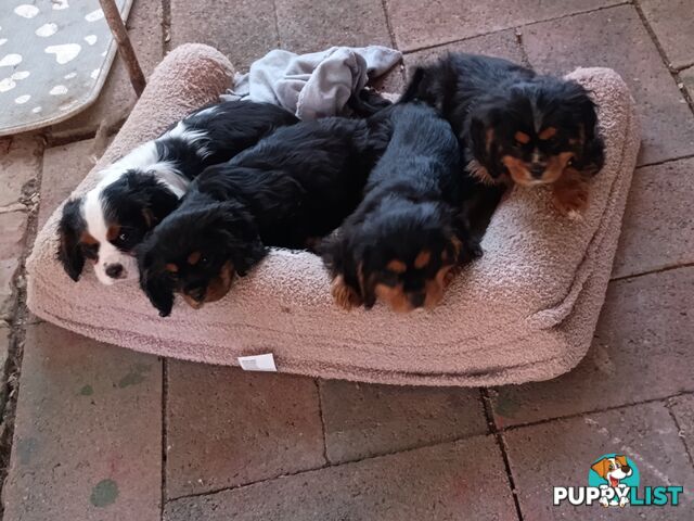 Cavalier King Charles Spaniel