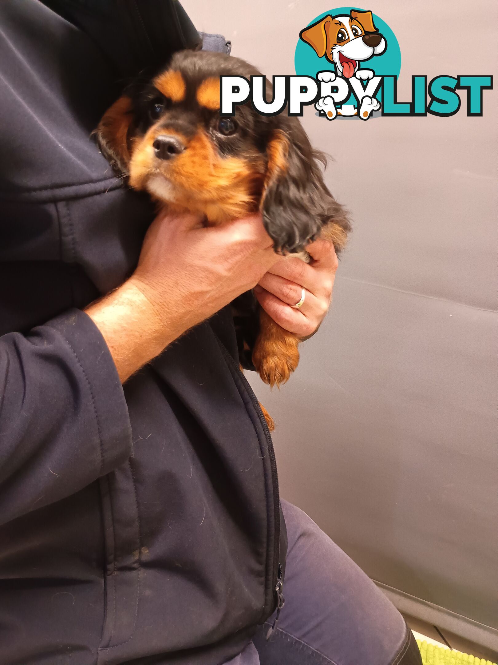 Cavalier King Charles Spaniel