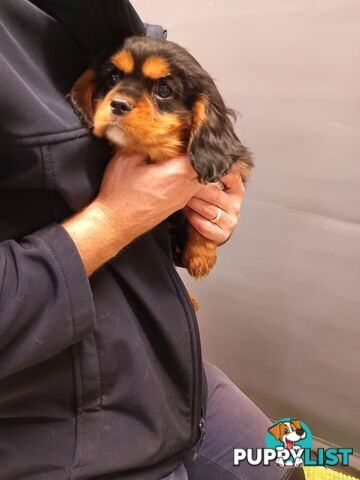 Cavalier King Charles Spaniel