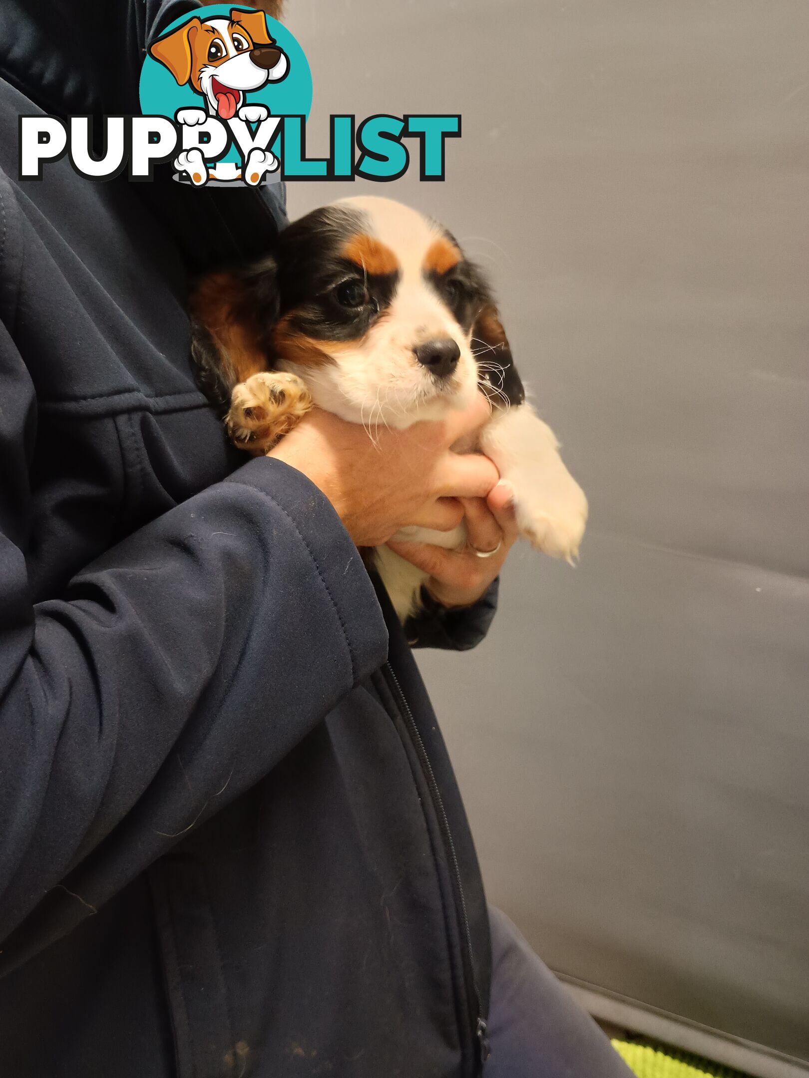 Cavalier King Charles Spaniel