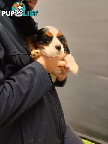 Cavalier King Charles Spaniel