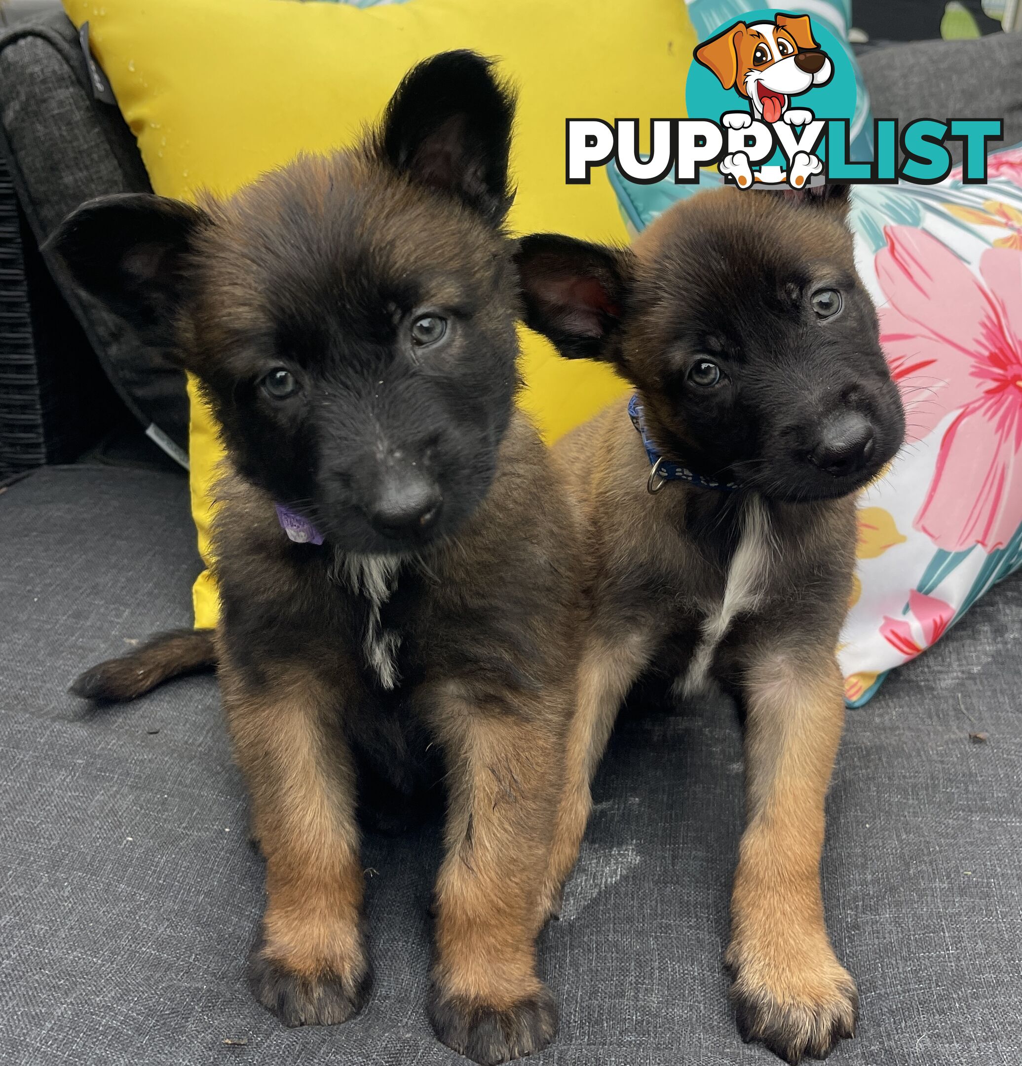 Purebred Belgian Malinois Puppies READY TO GO CHRISTMAS EVE