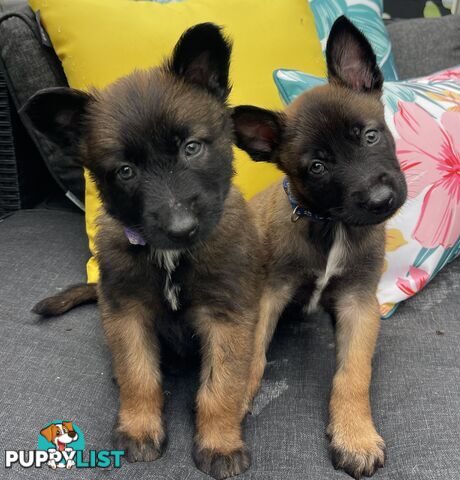 Purebred Belgian Malinois Puppies READY TO GO CHRISTMAS EVE