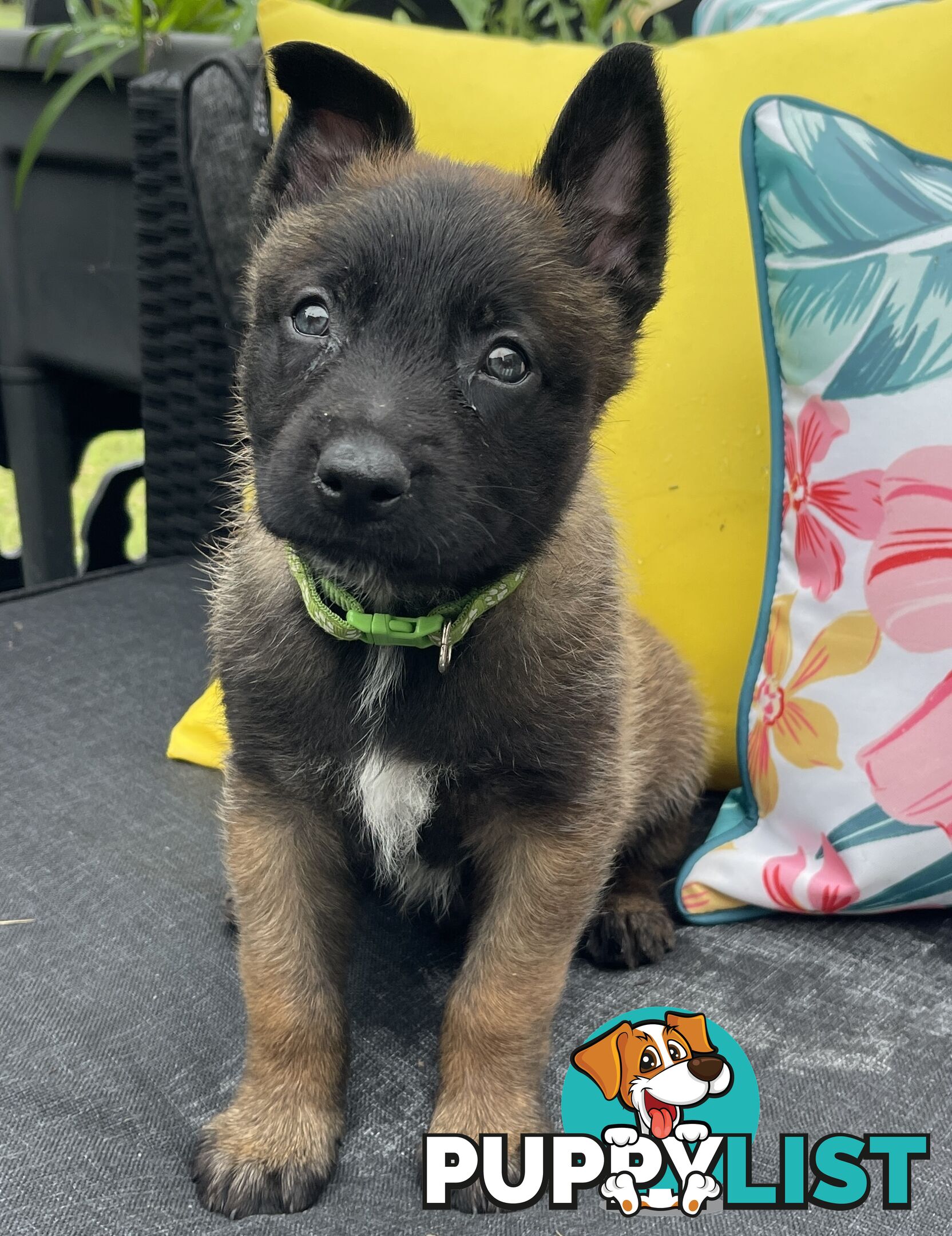 Purebred Belgian Malinois Puppies READY TO GO CHRISTMAS EVE