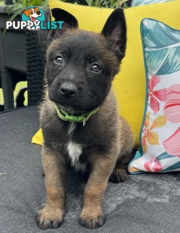 Purebred Belgian Malinois Puppies READY TO GO CHRISTMAS EVE