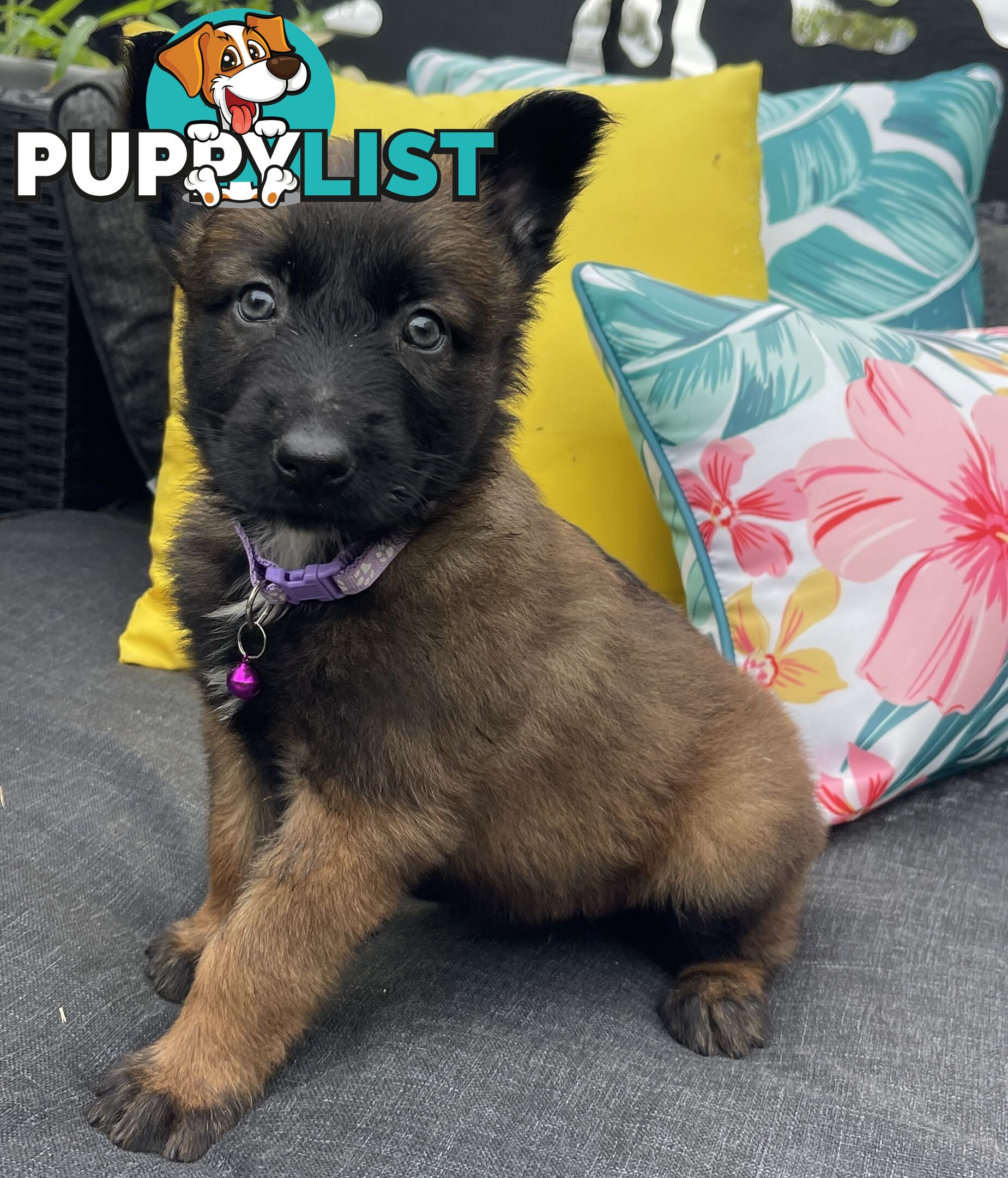 Purebred Belgian Malinois Puppies READY TO GO CHRISTMAS EVE