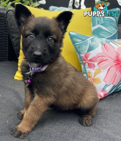 Purebred Belgian Malinois Puppies READY TO GO CHRISTMAS EVE