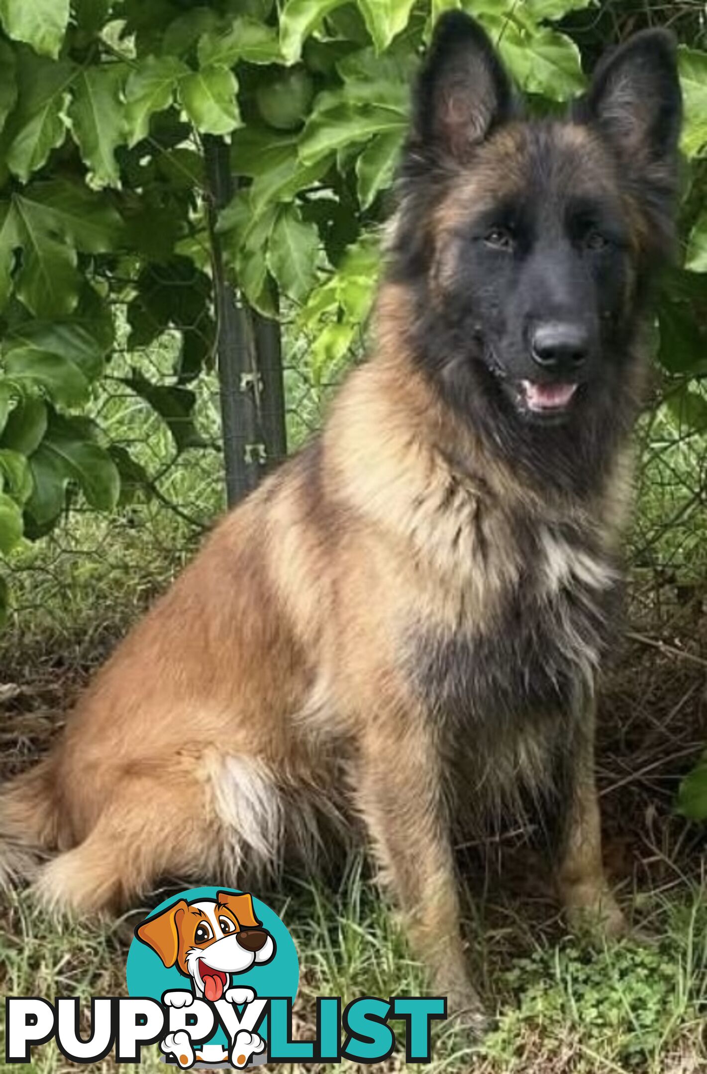 Purebred Belgian Malinois Puppies READY TO GO CHRISTMAS EVE