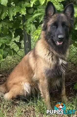 Purebred Belgian Malinois Puppies READY TO GO CHRISTMAS EVE