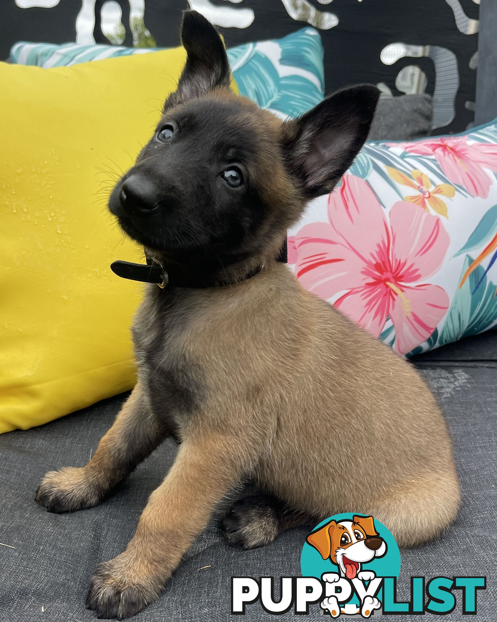 Purebred Belgian Malinois Puppies READY TO GO CHRISTMAS EVE