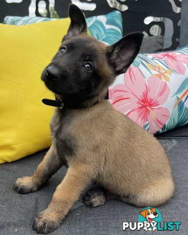 Purebred Belgian Malinois Puppies READY TO GO CHRISTMAS EVE