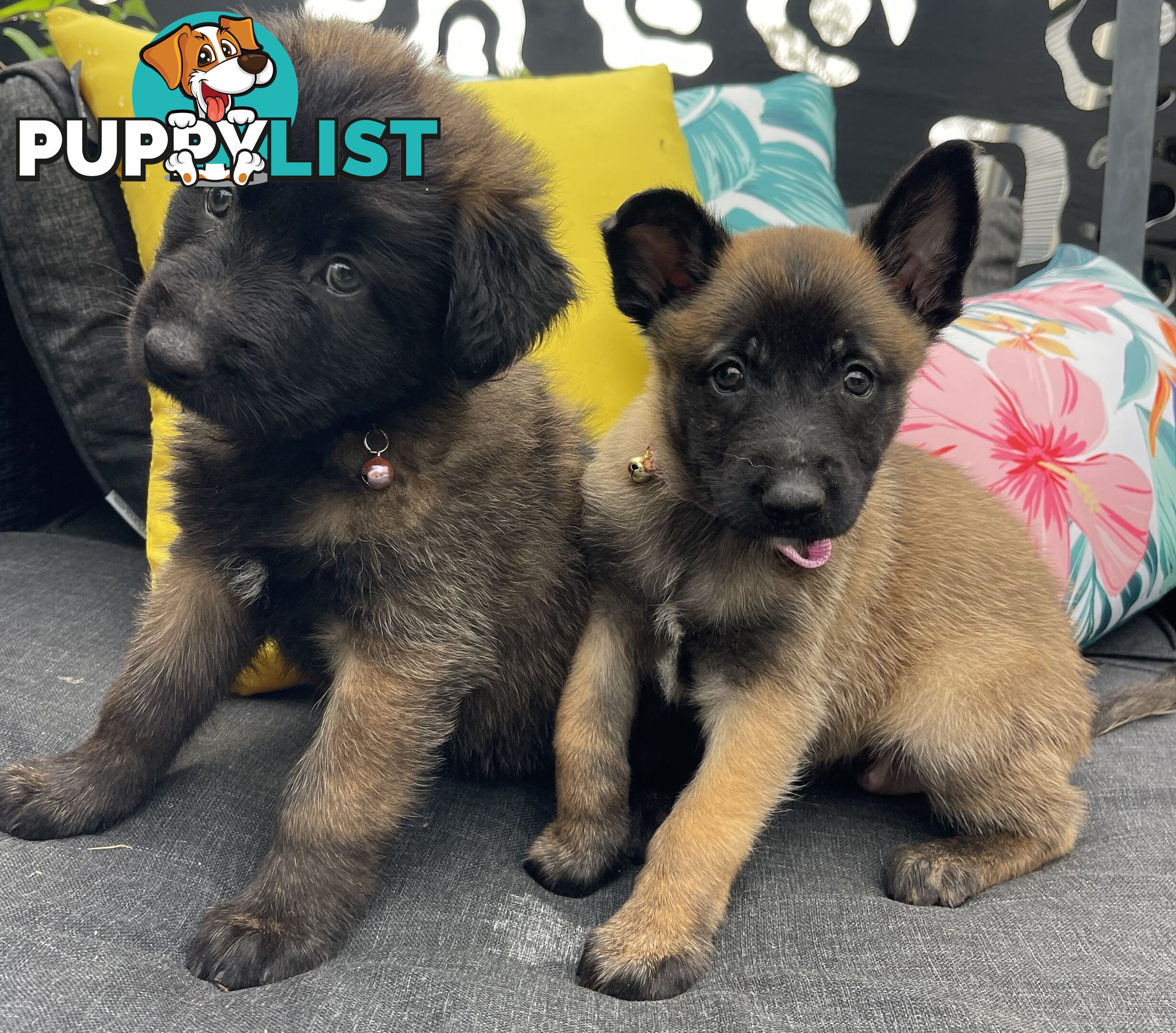 Purebred Belgian Malinois Puppies READY TO GO CHRISTMAS EVE