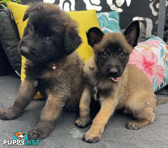 Purebred Belgian Malinois Puppies READY TO GO CHRISTMAS EVE