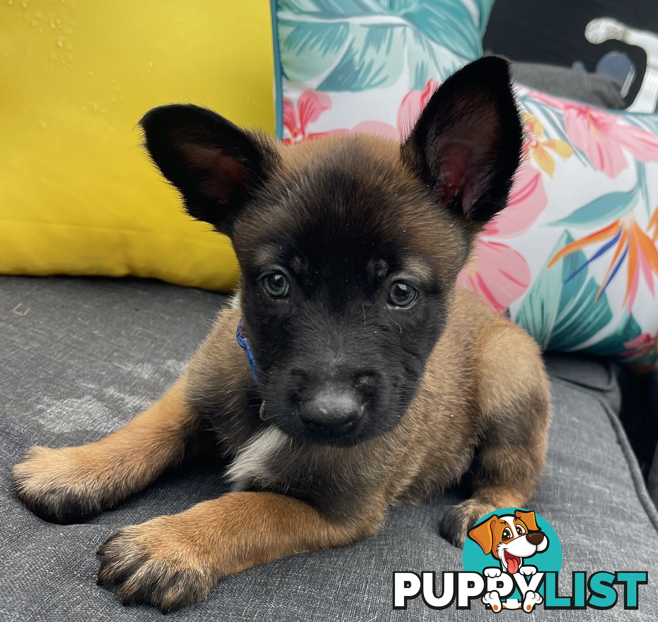 Purebred Belgian Malinois Puppies READY TO GO CHRISTMAS EVE