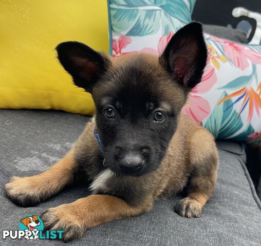 Purebred Belgian Malinois Puppies READY TO GO CHRISTMAS EVE