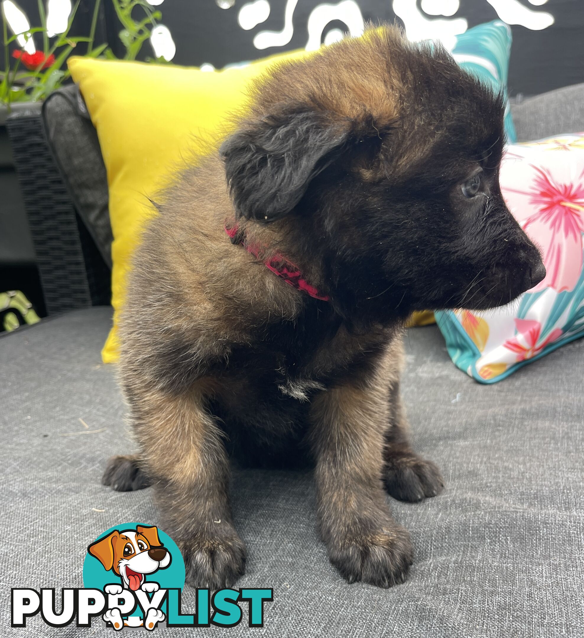 Purebred Belgian Malinois Puppies READY TO GO CHRISTMAS EVE