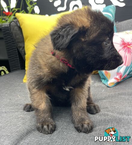 Purebred Belgian Malinois Puppies READY TO GO CHRISTMAS EVE