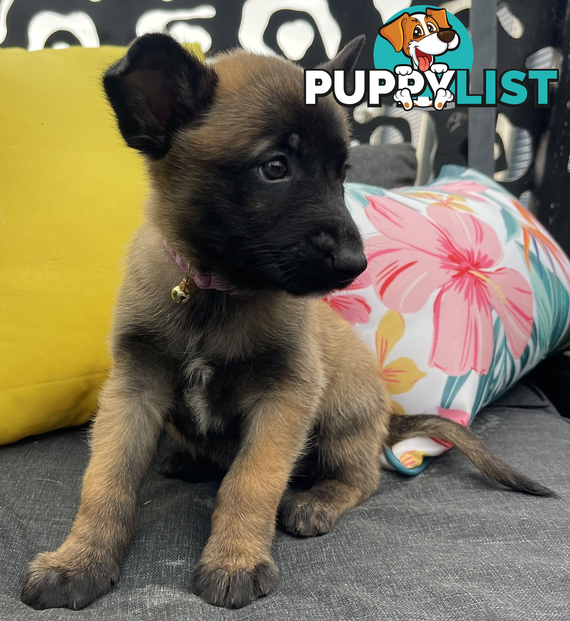 Purebred Belgian Malinois Puppies READY TO GO CHRISTMAS EVE