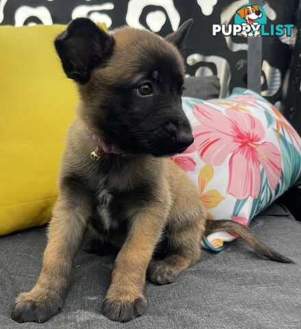 Purebred Belgian Malinois Puppies READY TO GO CHRISTMAS EVE