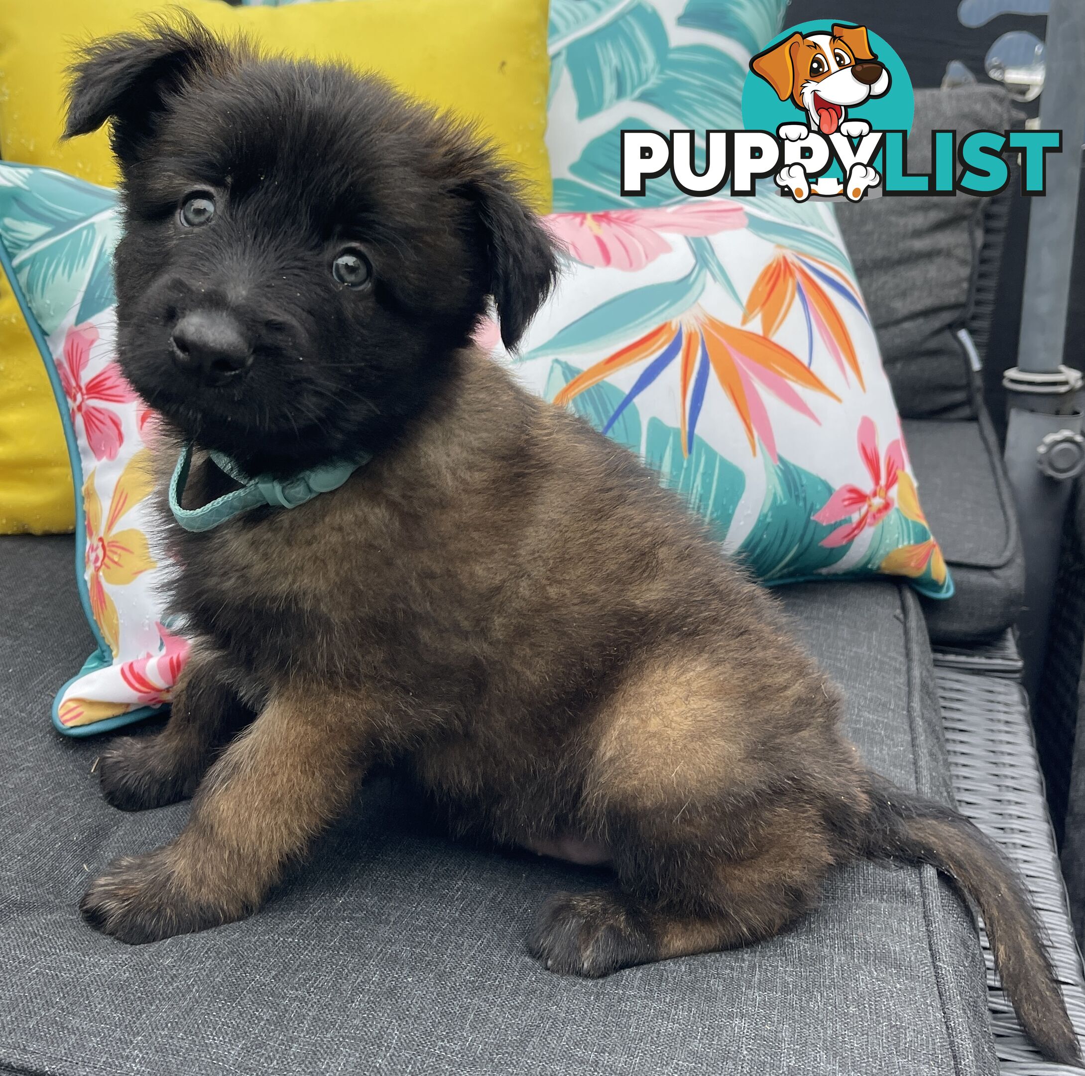 Purebred Belgian Malinois Puppies READY TO GO CHRISTMAS EVE