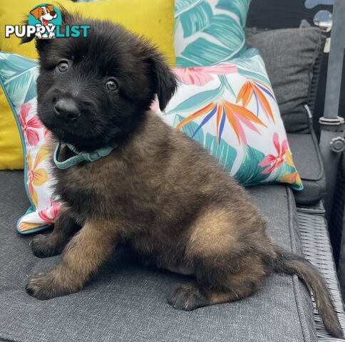 Purebred Belgian Malinois Puppies READY TO GO CHRISTMAS EVE