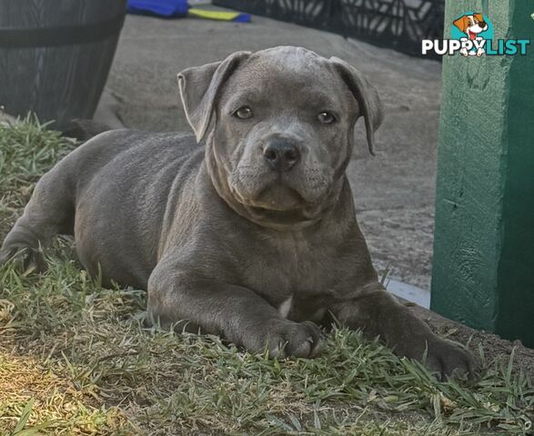 Staffy Puppies English