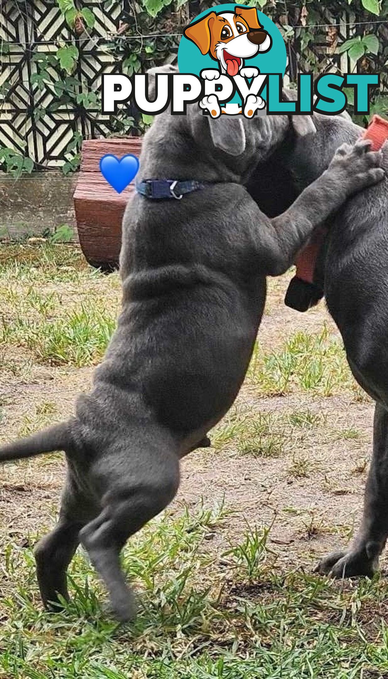 Staffy Puppies English