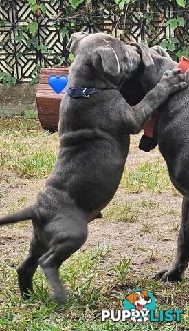 Staffy Puppies English