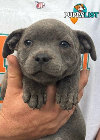 Staffy Puppies English