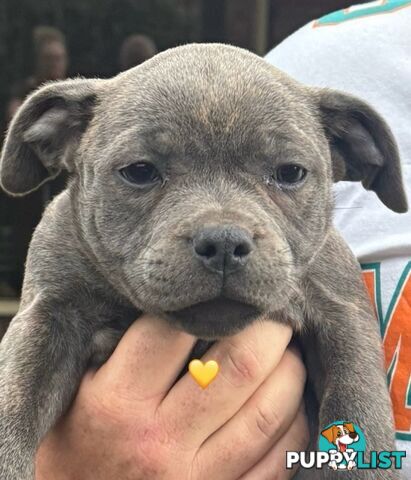 Staffy Puppies English