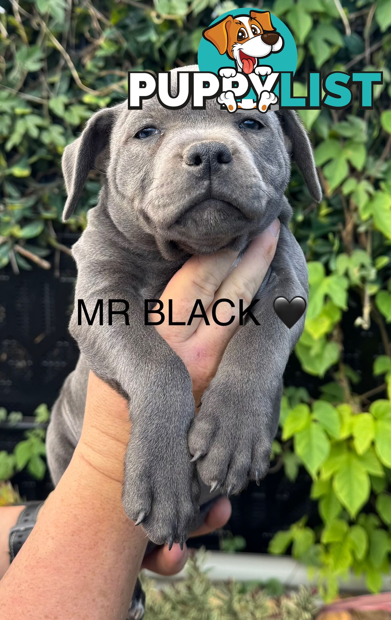 Staffy Puppies English