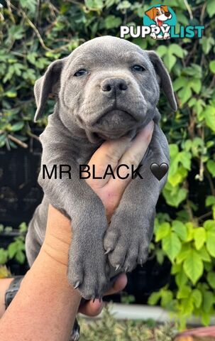 Staffy Puppies English