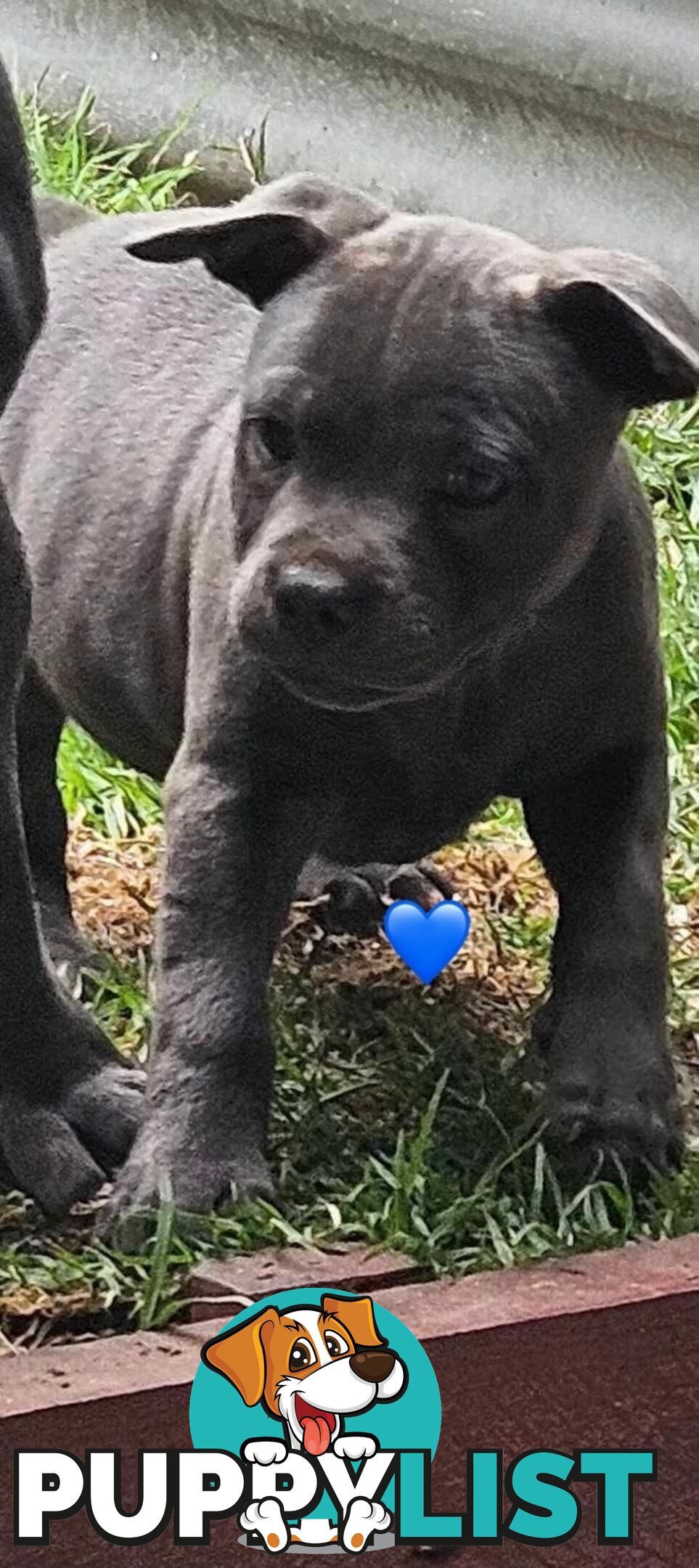 Staffy Puppies English