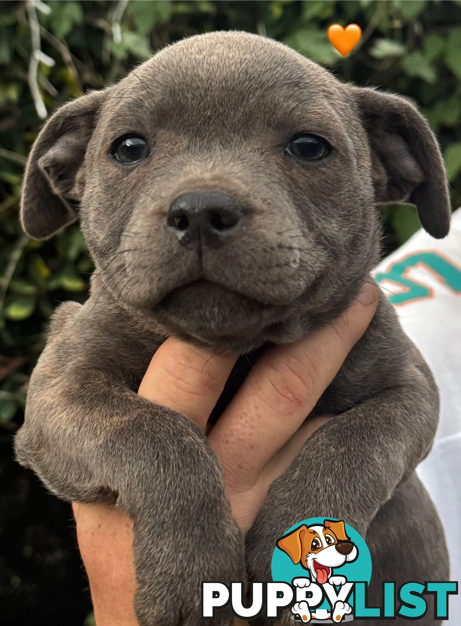 Staffy Puppies English