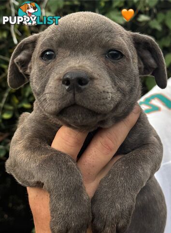 Staffy Puppies English