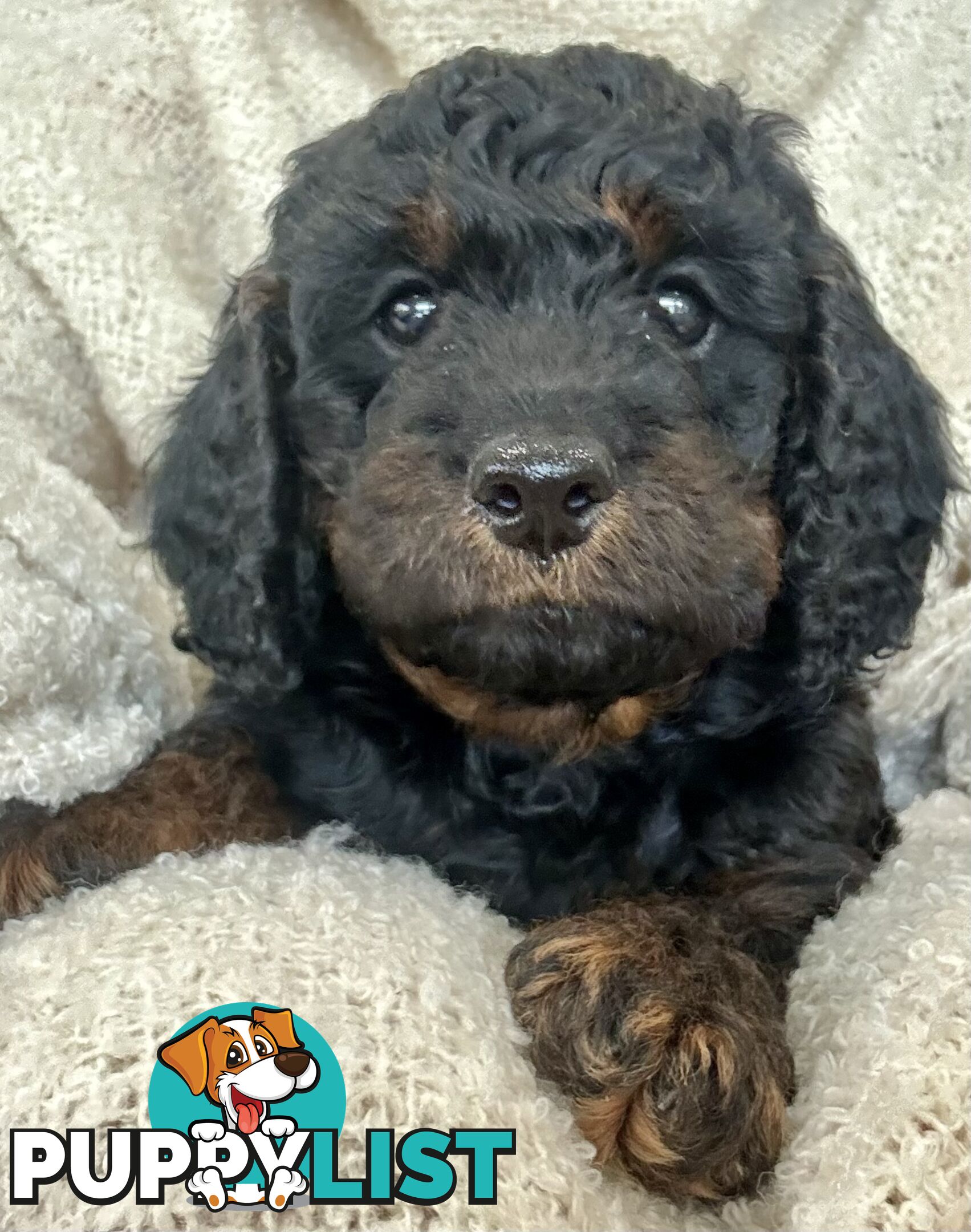 Quality Cavoodle Puppies - one boy &amp; one girl remaining