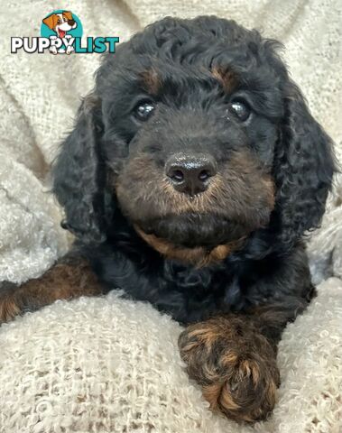 Quality Cavoodle Puppies - one boy &amp; one girl remaining