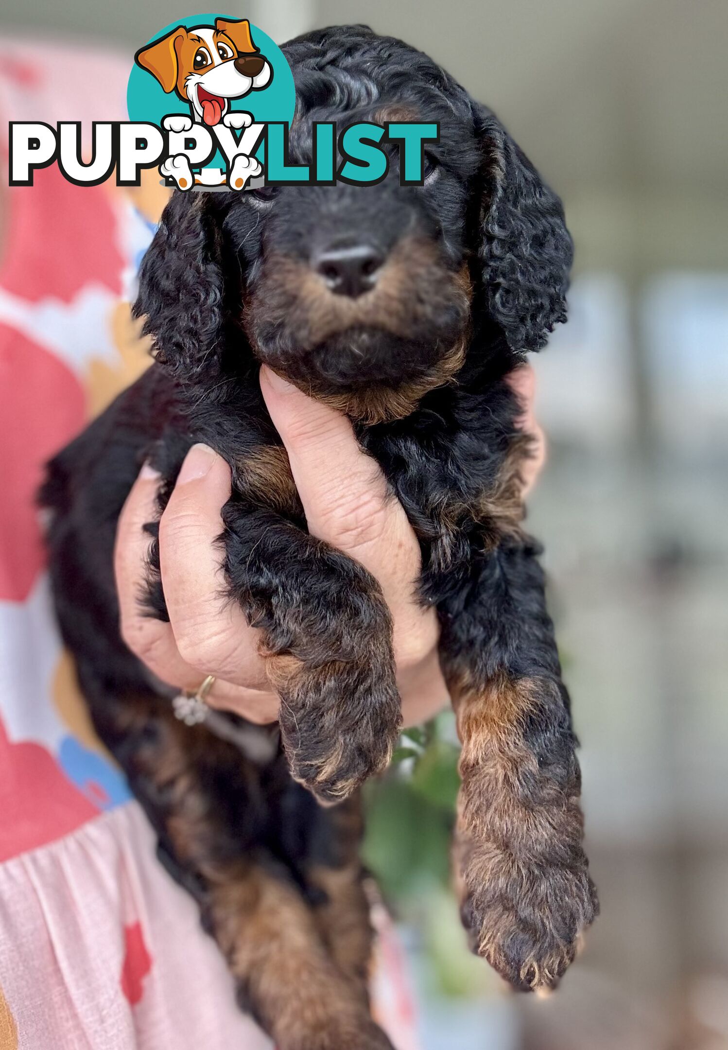 Quality Cavoodle Puppies - one boy &amp; one girl remaining