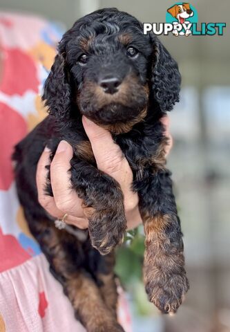 Quality Cavoodle Puppies - one boy &amp; one girl remaining