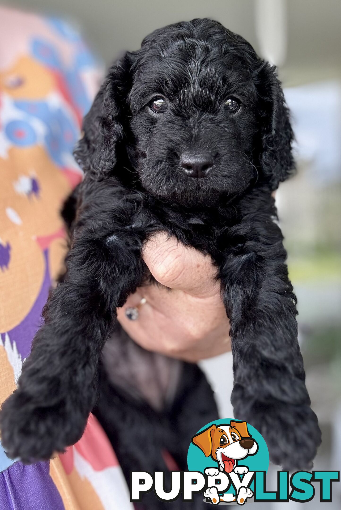 Quality Cavoodle Puppies - one boy &amp; one girl remaining