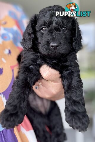 Quality Cavoodle Puppies - one boy &amp; one girl remaining