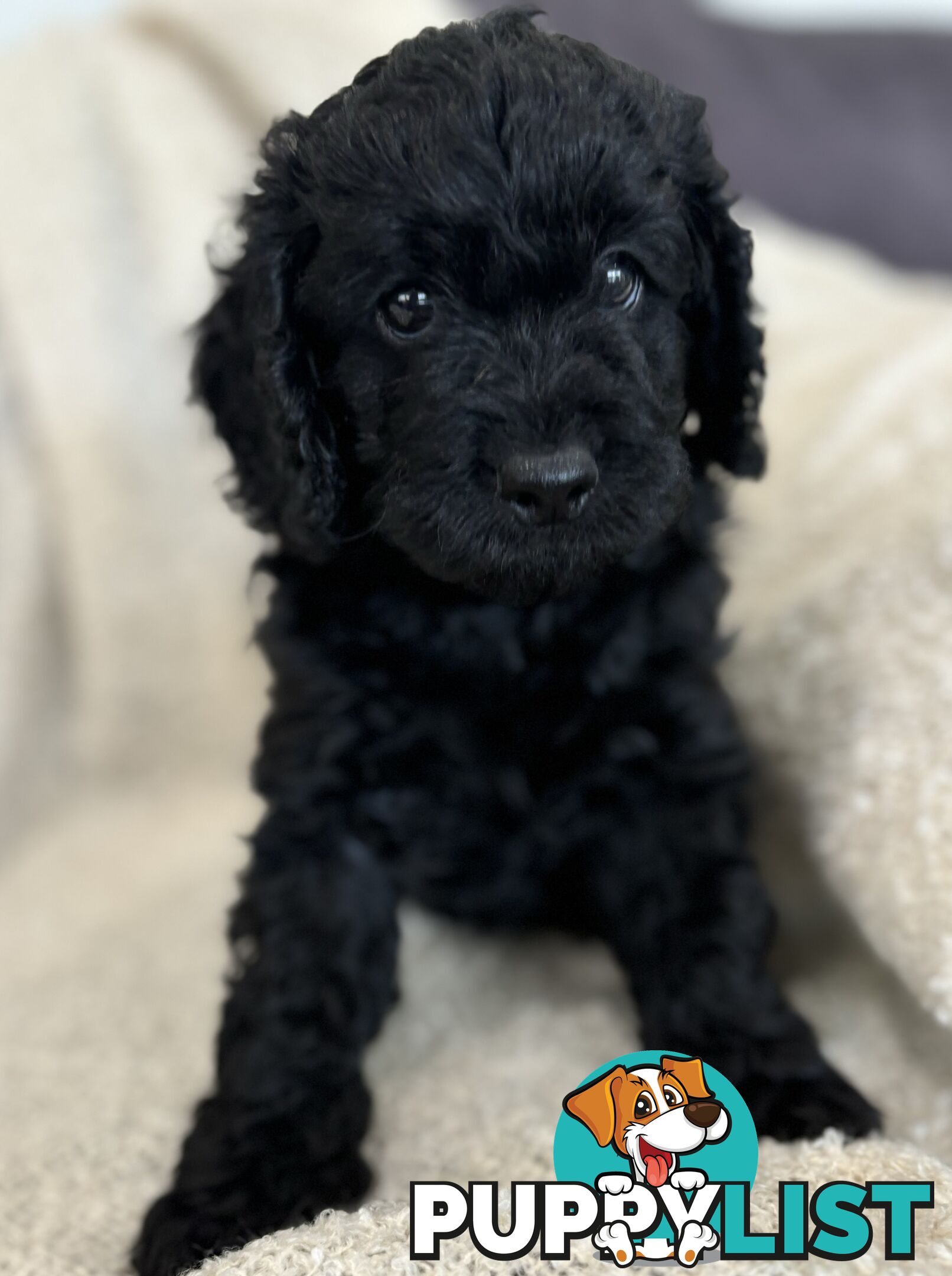 Quality Cavoodle Puppies - one boy &amp; one girl remaining