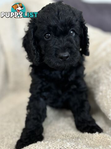 Quality Cavoodle Puppies - one boy &amp; one girl remaining